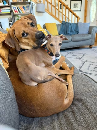 Illustration de l'article : 15 photos de L&eacute;vriers Italiens qui prouvent que ce chien est aussi &eacute;l&eacute;gant qu&rsquo;attendrissant