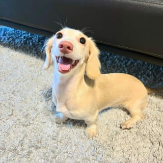 Illustration de l'article : 13 photos de Teckels si craquants qu’on ne peut que fondre pour eux