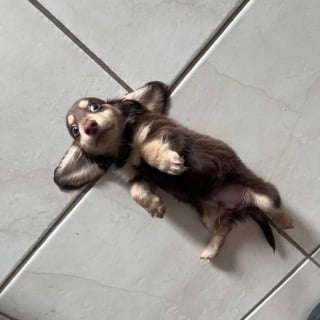 Illustration de l'article : 13 photos de Teckels si craquants qu’on ne peut que fondre pour eux