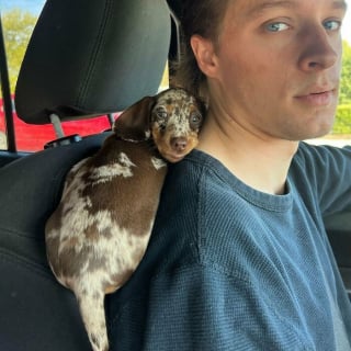 Illustration de l'article : 13 photos de Teckels si craquants qu’on ne peut que fondre pour eux