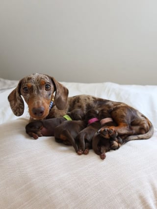 Illustration de l'article : 13 photos de Teckels si craquants qu’on ne peut que fondre pour eux