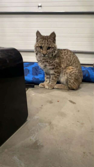 Illustration de l'article : &laquo; J&rsquo;&eacute;tais choqu&eacute;e &raquo;, une femme pense sauver une nouvelle race de chat exotique du froid, mais les internautes lui r&eacute;v&egrave;lent la v&eacute;rit&eacute;