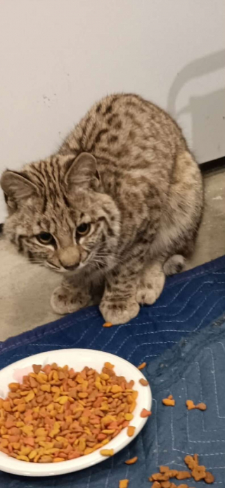 Illustration de l'article : &laquo; J&rsquo;&eacute;tais choqu&eacute;e &raquo;, une femme pense sauver une nouvelle race de chat exotique du froid, mais les internautes lui r&eacute;v&egrave;lent la v&eacute;rit&eacute;