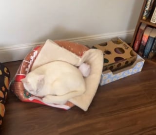 Illustration de l'article : Cherchant son chat partout à la maison, elle se fie à l'air suspect de son autre ami félin pour le retrouver (vidéo)