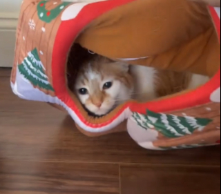 Illustration de l'article : Cherchant son chat partout à la maison, elle se fie à l'air suspect de son autre ami félin pour le retrouver (vidéo)