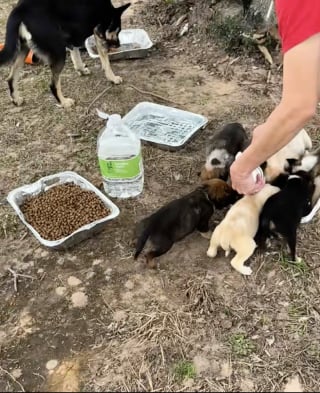 Illustration de l'article : Abandonnée dans un cimetière, une chienne se précipite vers ses sauveurs après avoir compris que ses chiots seront en sécurité (vidéo)