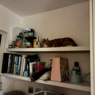 Illustration de l'article : Ce chat s&eacute;nior amen&eacute; au refuge apr&egrave;s l'hospitalisation de son humain n'a pas encore compris qu'il &eacute;tait entre de bonnes mains