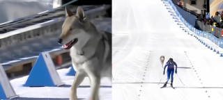 Illustration de l'article : En pleine épreuve olympique de ski de fond, un chien surgit sur la piste et se met à courir derrière 2 athlètes (vidéo)