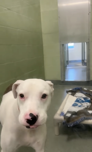 Illustration de l'article : &laquo; Elle &eacute;tait tellement ravie de partir &raquo;, la joie d'une chienne sourde quittant le refuge avec ses adoptants