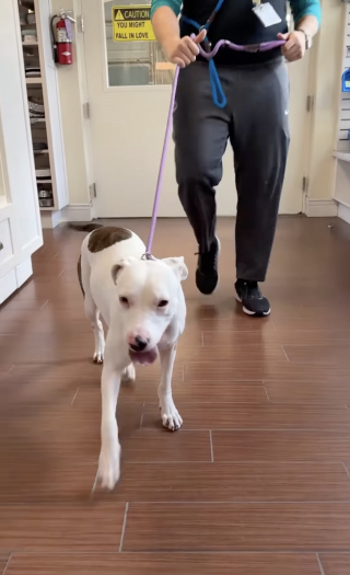 Illustration de l'article : &laquo; Elle &eacute;tait tellement ravie de partir &raquo;, la joie d'une chienne sourde quittant le refuge avec ses adoptants