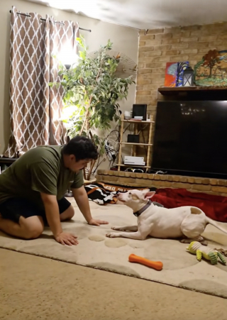 Illustration de l'article : &laquo; Ce fut un moment important &raquo;, apr&egrave;s plusieurs mois en famille d&rsquo;accueil, cette chienne timide vit son premier v&eacute;ritable coup de folie (vid&eacute;o)