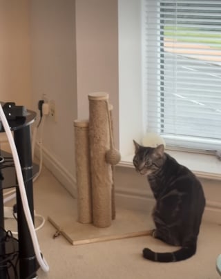 Illustration de l'article : Après un mois de silence, cet ex-chat errant offre une scène émouvante en osant miauler pour la première fois (vidéo)