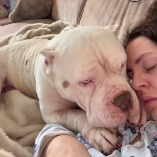 Illustration de l'article : &laquo; Il me sauve &raquo;, l'&eacute;treinte bouleversante d'un American Bully envers sa m&egrave;re d'accueil pleurant la perte de ses 4 autres chiens