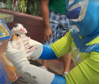 Illustration de l'article : Déguisé en super-héros, cet homme sauve des chatons sur un toit et finit par en adopter 2