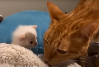 Illustration de l'article : Déguisé en super-héros, cet homme sauve des chatons sur un toit et finit par en adopter 2