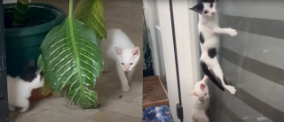 Illustration de l'article : Déguisé en super-héros, cet homme sauve des chatons sur un toit et finit par en adopter 2