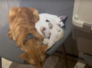 Illustration de l'article : Déguisé en super-héros, cet homme sauve des chatons sur un toit et finit par en adopter 2