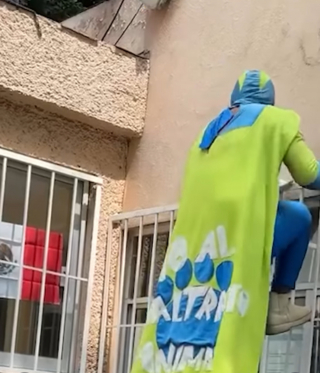 Illustration de l'article : Déguisé en super-héros, cet homme sauve des chatons sur un toit et finit par en adopter 2