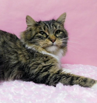 Illustration de l'article : Abandonn&eacute;e en plein hiver, une chatte reste fid&egrave;le &agrave; son compagnon gel&eacute; et refuse de le quitter malgr&eacute; le froid glacial