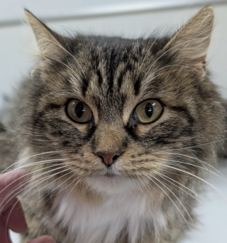 Illustration de l'article : Abandonn&eacute;e en plein hiver, une chatte reste fid&egrave;le &agrave; son compagnon gel&eacute; et refuse de le quitter malgr&eacute; le froid glacial