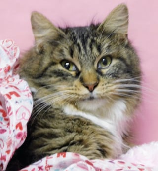 Illustration de l'article : Abandonn&eacute;e en plein hiver, une chatte reste fid&egrave;le &agrave; son compagnon gel&eacute; et refuse de le quitter malgr&eacute; le froid glacial