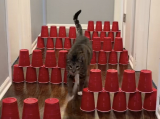 Illustration de l'article : &laquo; Mieux que la retransmission t&eacute;l&eacute;vis&eacute;e ! &raquo;, 2 chats organisent leurs propres Jeux olympiques d&rsquo;hiver &agrave; la maison et rel&egrave;vent tous les d&eacute;fis (vid&eacute;o)