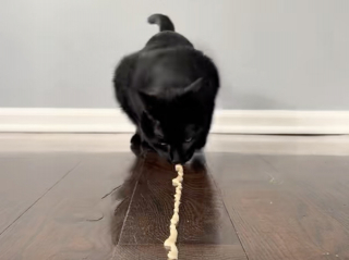 Illustration de l'article : &laquo; Mieux que la retransmission t&eacute;l&eacute;vis&eacute;e ! &raquo;, 2 chats organisent leurs propres Jeux olympiques d&rsquo;hiver &agrave; la maison et rel&egrave;vent tous les d&eacute;fis (vid&eacute;o)