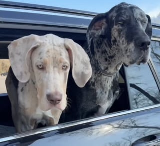 Illustration de l'article : « J'ai l'impression que tous les humains vont m'abandonner », des années après son adoption, un chien traumatisé refuse encore de sortir de la voiture (vidéo)