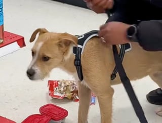 Illustration de l'article : &laquo; C'&eacute;tait un moment tellement adorable et inattendu &raquo;, un chien errant entre pour se r&eacute;chauffer&hellip; et trouve une famille (video)