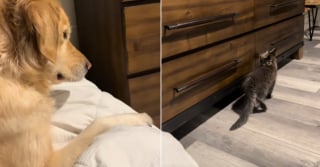 Illustration de l'article : Totalement en confiance d&egrave;s la premi&egrave;re nuit, ce chaton Maine Coon s'endort en massant le Golden Retriever de la maison