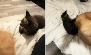 Illustration de l'article : Totalement en confiance d&egrave;s la premi&egrave;re nuit, ce chaton Maine Coon s'endort en massant le Golden Retriever de la maison