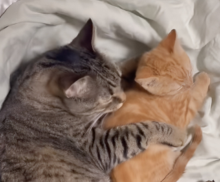 Illustration de l'article : Boulevers&eacute;e par l'amiti&eacute; entre son chat et un chaton roux d'accueil cette femme d&eacute;cide de l'adopter d&eacute;finitivement