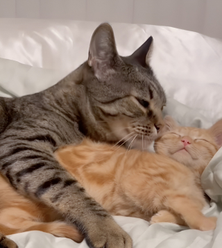 Illustration de l'article : Boulevers&eacute;e par l'amiti&eacute; entre son chat et un chaton roux d'accueil cette femme d&eacute;cide de l'adopter d&eacute;finitivement