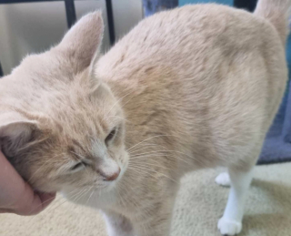 Illustration de l'article : Apr&egrave;s une vie rythm&eacute;e par la peur et l&rsquo;ins&eacute;curit&eacute;, une chatte trouve enfin l&rsquo;endroit id&eacute;al pour s&rsquo;apaiser et donner naissance &agrave; ses chatons 