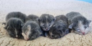 Illustration de l'article : Apr&egrave;s une vie rythm&eacute;e par la peur et l&rsquo;ins&eacute;curit&eacute;, une chatte trouve enfin l&rsquo;endroit id&eacute;al pour s&rsquo;apaiser et donner naissance &agrave; ses chatons 