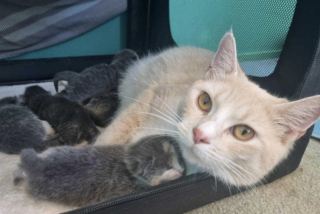 Illustration de l'article : Apr&egrave;s une vie rythm&eacute;e par la peur et l&rsquo;ins&eacute;curit&eacute;, une chatte trouve enfin l&rsquo;endroit id&eacute;al pour s&rsquo;apaiser et donner naissance &agrave; ses chatons 