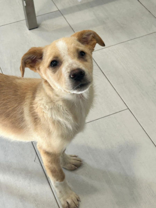 Illustration de l'article : T&eacute;moin du massacre de toute sa famille, ce chiot compte sur vous pour prendre un nouveau d&eacute;part dans une famille aimante