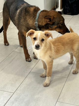 Illustration de l'article : T&eacute;moin du massacre de toute sa famille, ce chiot compte sur vous pour prendre un nouveau d&eacute;part dans une famille aimante