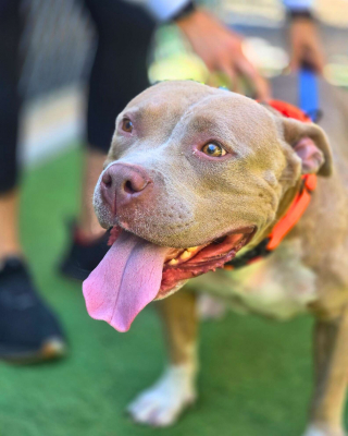 Illustration de l'article : Triste d'être séparée de sa famille expulsée, cette chienne demande un câlin réconfortant à son bienfaiteur (vidéo)