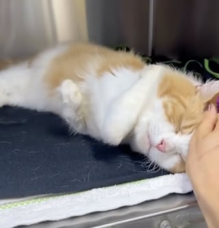 Illustration de l'article : &laquo; La meilleure d&eacute;cision spontan&eacute;e &raquo;, cette auxiliaire v&eacute;t&eacute;rinaire rencontre un chat aux pattes d&eacute;form&eacute;es au refuge et l'adopte imm&eacute;diatement (vid&eacute;o)