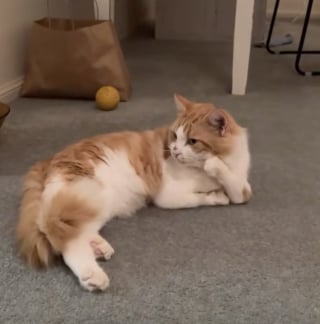 Illustration de l'article : &laquo; La meilleure d&eacute;cision spontan&eacute;e &raquo;, cette auxiliaire v&eacute;t&eacute;rinaire rencontre un chat aux pattes d&eacute;form&eacute;es au refuge et l'adopte imm&eacute;diatement (vid&eacute;o)