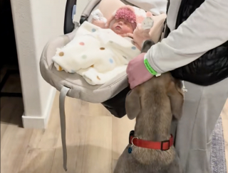 Illustration de l'article : &laquo; Il &eacute;tait fou amoureux d'elle &raquo;, ce chien habituellement tr&egrave;s &eacute;nergique se montre d'une douceur surprenante &agrave; l'arriv&eacute;e du b&eacute;b&eacute; (vid&eacute;o)