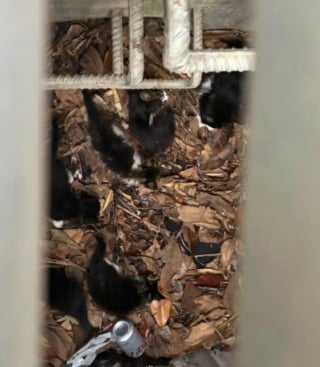 Illustration de l'article : Des passants voient un chat rentrer dans une bouche d&rsquo;&eacute;gout et d&eacute;couvrent la cachette qui abrite plusieurs chatons blottis parmi les ordures