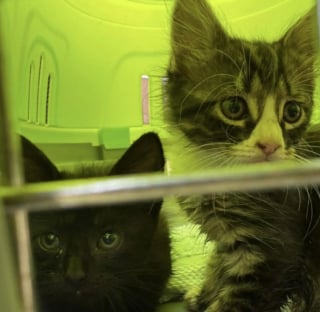 Illustration de l'article : Des passants voient un chat rentrer dans une bouche d&rsquo;&eacute;gout et d&eacute;couvrent la cachette qui abrite plusieurs chatons blottis parmi les ordures