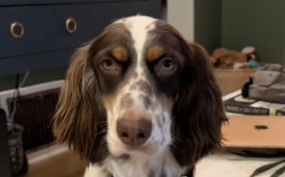 Illustration de l'article : Cette chienne de sauvetage qui n&rsquo;osait m&ecirc;me pas franchir le seuil de sa nouvelle maison est maintenant la premi&egrave;re &agrave; profiter du canap&eacute; (vid&eacute;o)