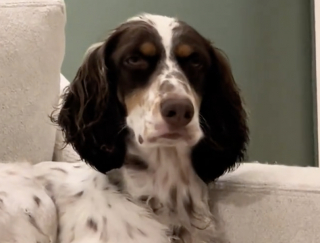 Illustration de l'article : Cette chienne de sauvetage qui n&rsquo;osait m&ecirc;me pas franchir le seuil de sa nouvelle maison est maintenant la premi&egrave;re &agrave; profiter du canap&eacute; (vid&eacute;o)