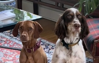 Illustration de l'article : Cette chienne de sauvetage qui n&rsquo;osait m&ecirc;me pas franchir le seuil de sa nouvelle maison est maintenant la premi&egrave;re &agrave; profiter du canap&eacute; (vid&eacute;o)