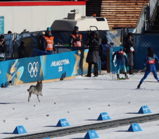 Illustration de l'article : De la fugue &agrave; la c&eacute;l&eacute;brit&eacute;, on en sait un peu plus sur le chien-loup ayant eu droit &agrave; sa photo finish aux JO d'hiver