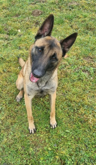 Illustration de l'article : Abandonn&eacute;e dans une maison vide par son propri&eacute;taire expuls&eacute;, une chienne terroris&eacute;e est secourue par une enqu&ecirc;trice