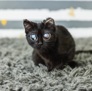 Illustration de l'article : Une famille d'accueil adopte d&eacute;finitivement ce chaton noir dont les yeux g&eacute;ants r&eacute;sultent d'une grave maladie